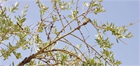 OOCC Research Targets Effective Management Strategies for Olive Knot